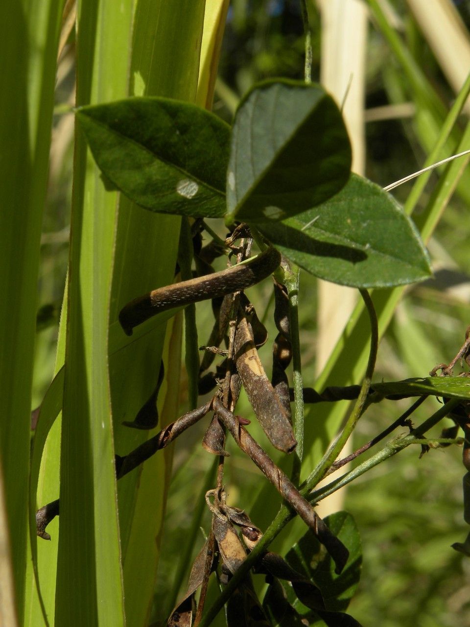 Galactia tenuiflora fruit