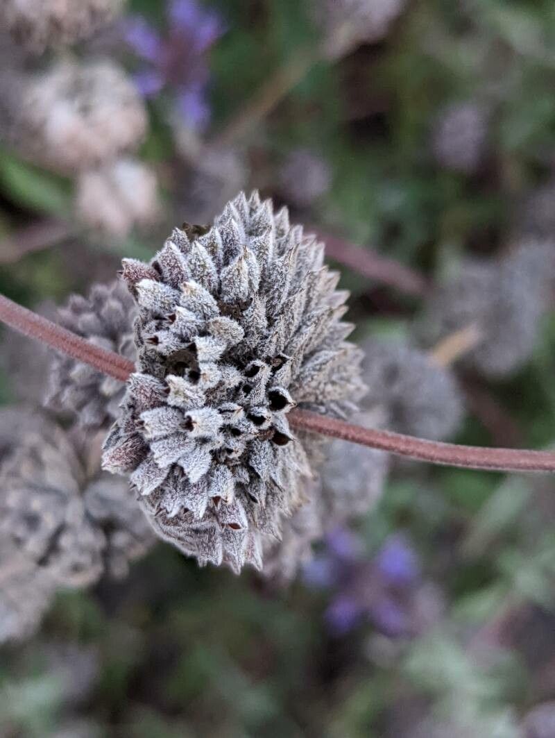 Salvia clevelandii fruit