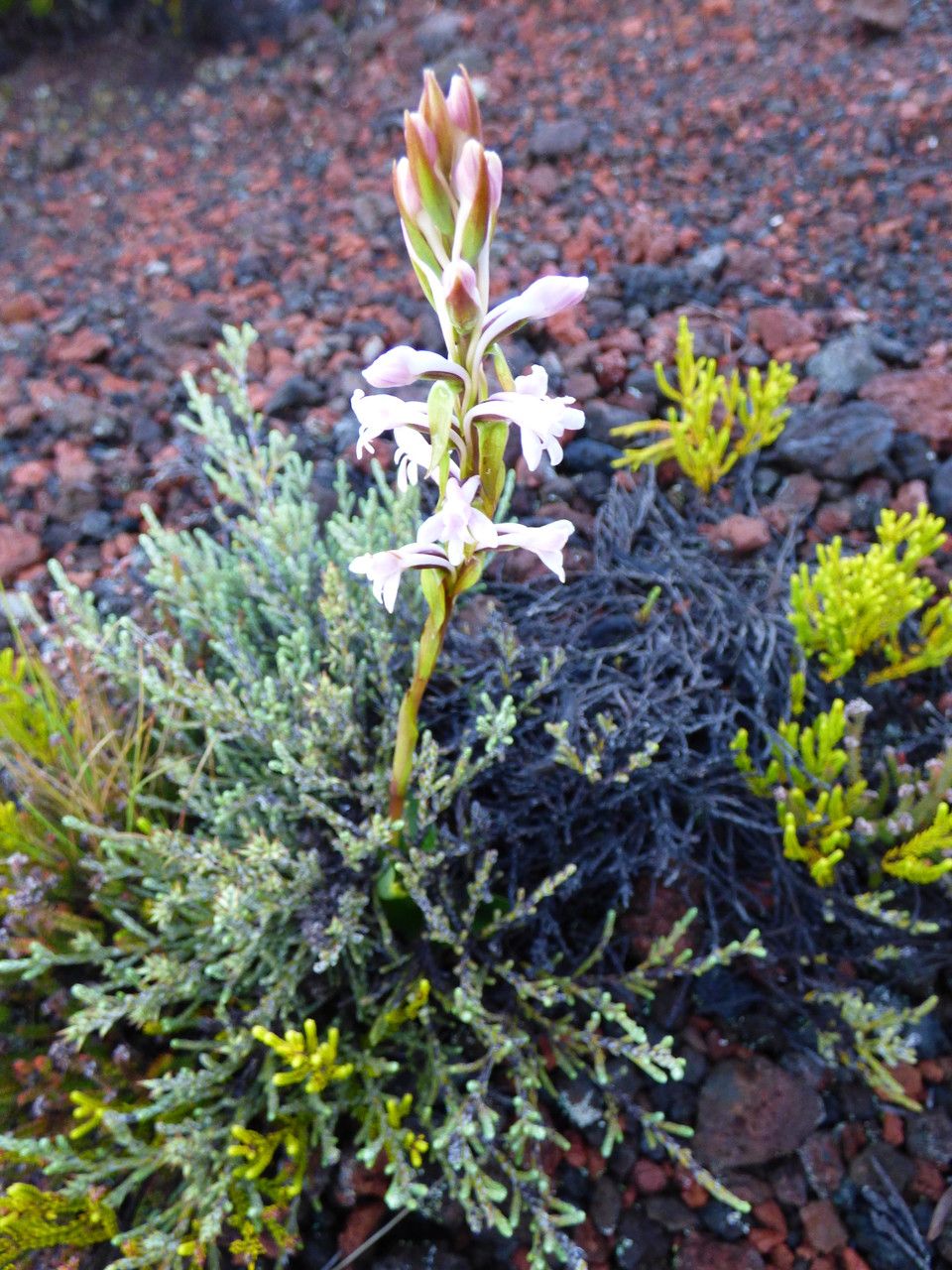 Satyrium amoenum habit
