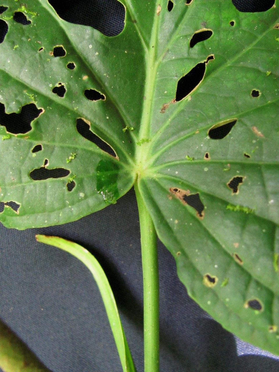 Piper vallicola — search result for 'Piper'