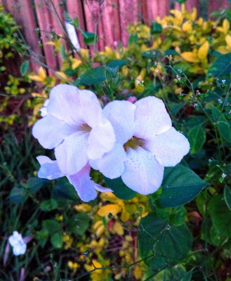 Thunbergia natalensis — search result for 'Zimbabwe'