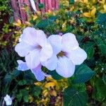 Thunbergia natalensis