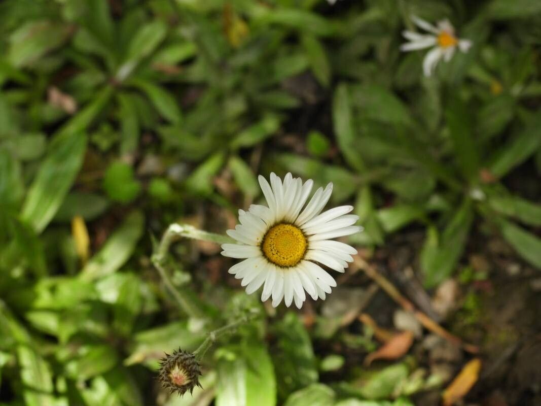 Athrixia fontana — related species from the same genus