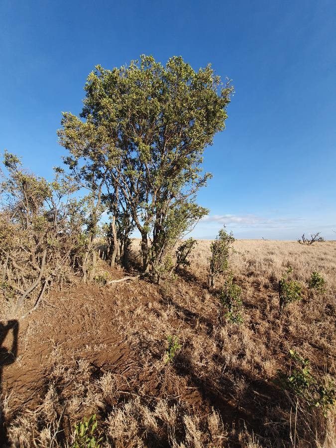 Euclea divinorum leaf