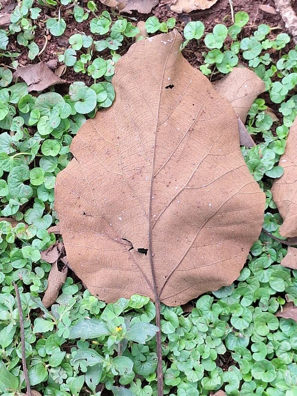 Cordia millenii — houseplant care guide