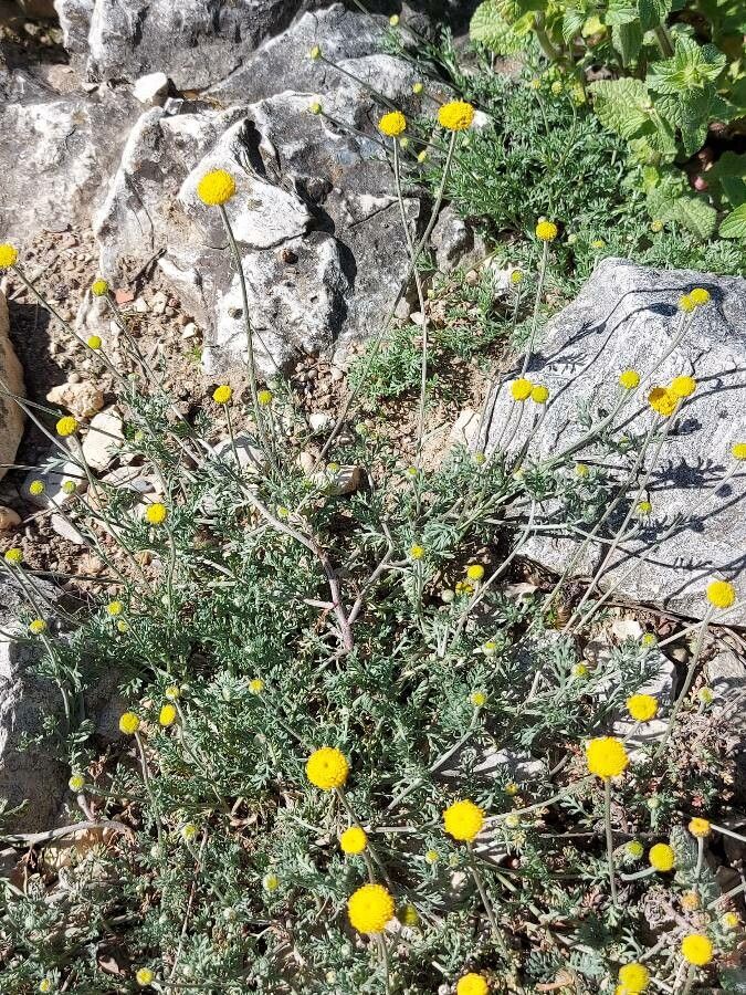 Anacyclus homogamos habit