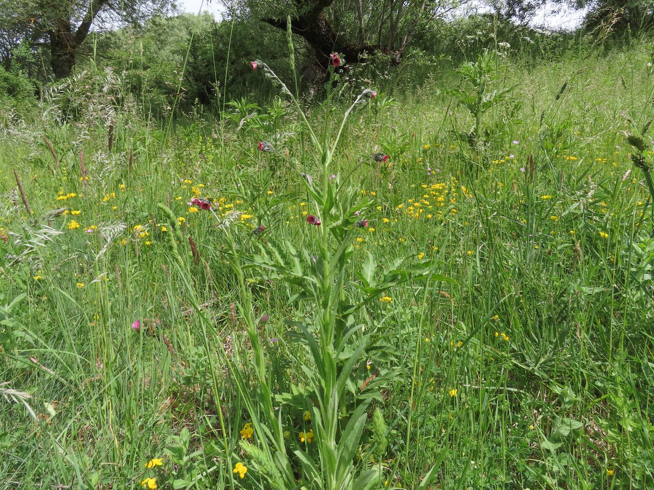Cynoglossum montanum habit