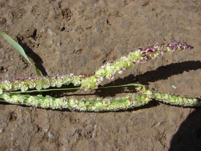 Paspalum fimbriatum habit