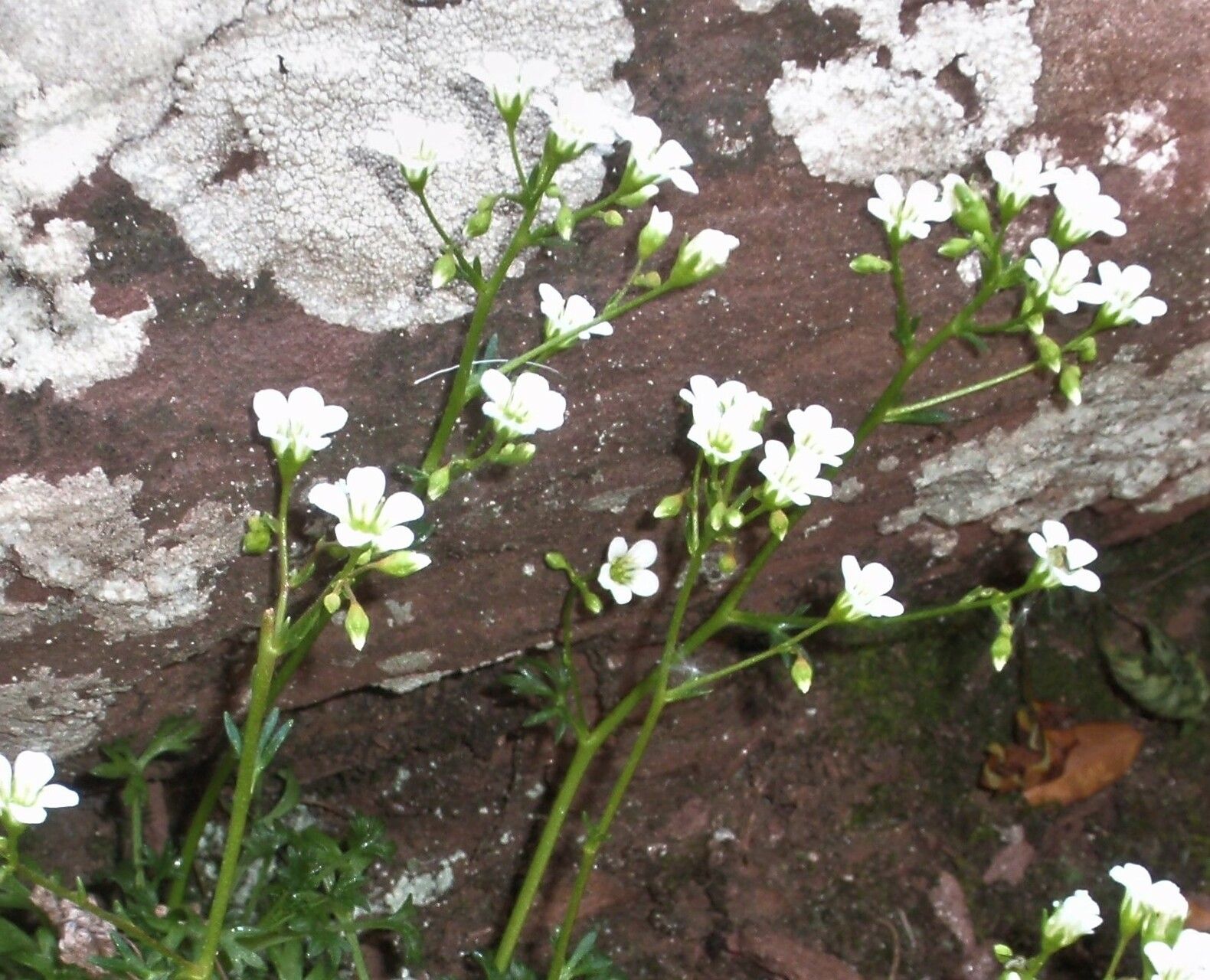 Saxifraga cuneata flower