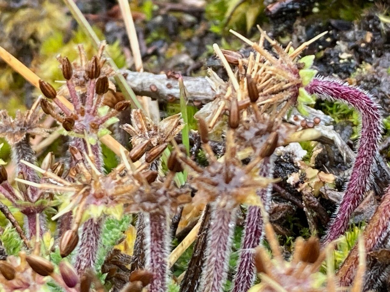 Chaerophyllum andicola fruit
