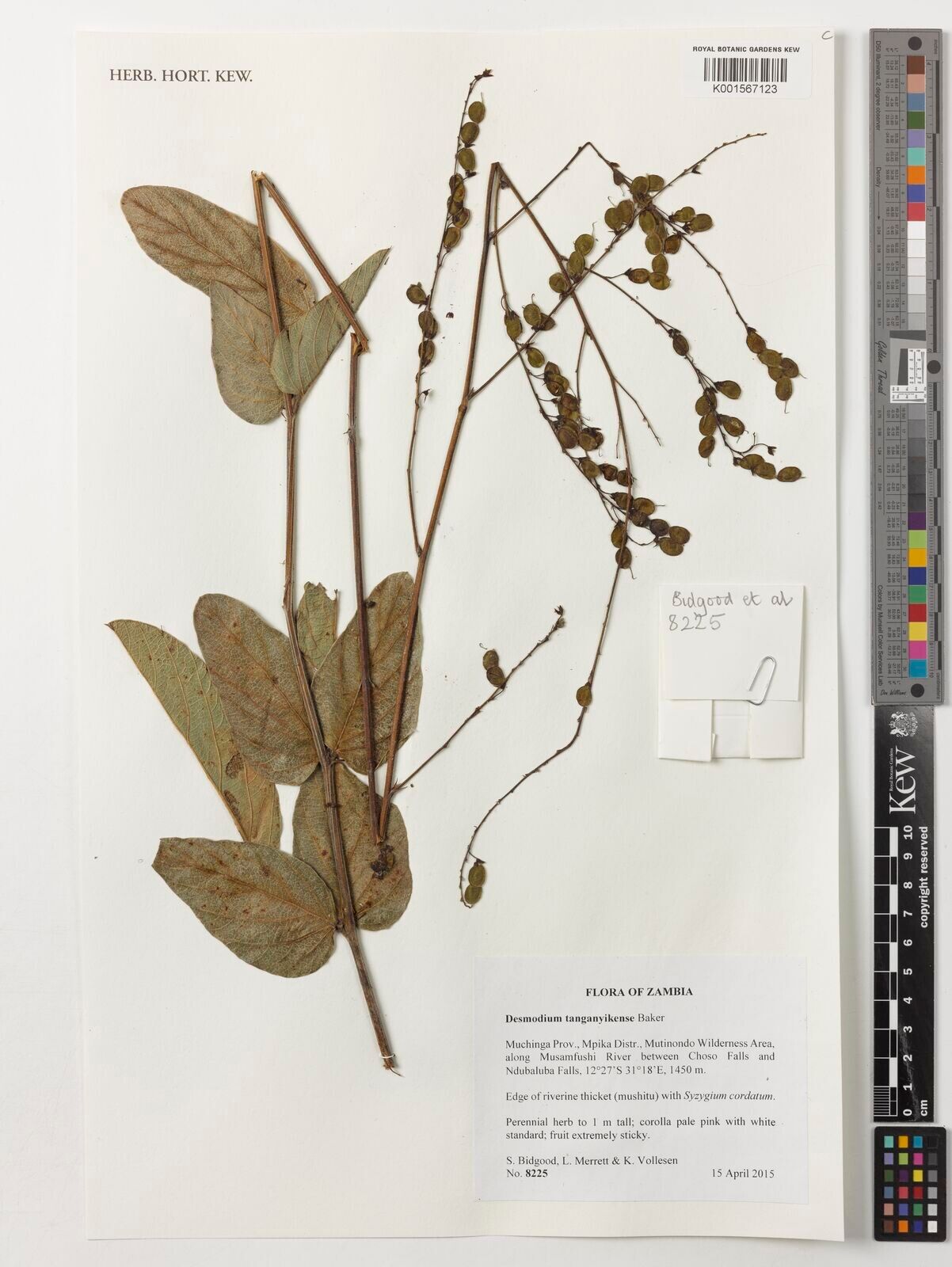 Pleurolobus tanganyikensis — related species from the same genus