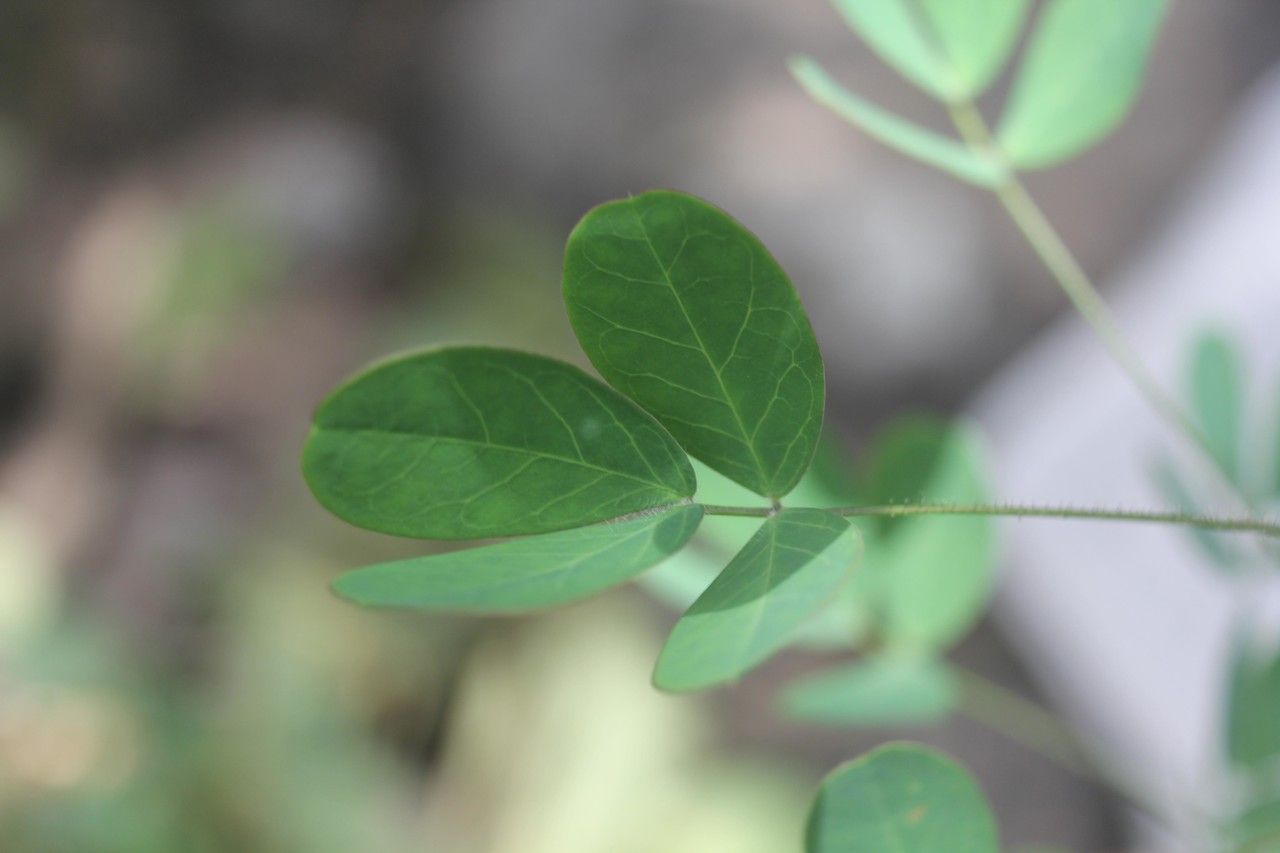 Wedelia fruticosa — related species from the same genus