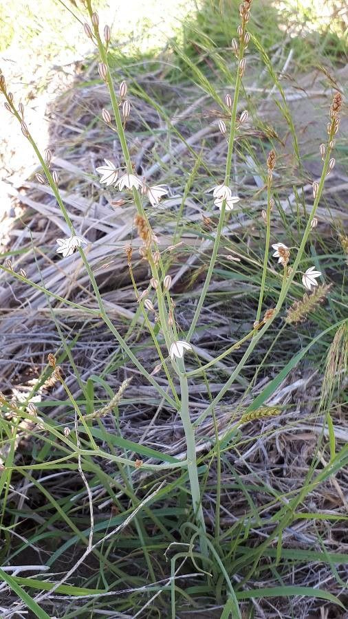Asphodelus tenuifolius flower