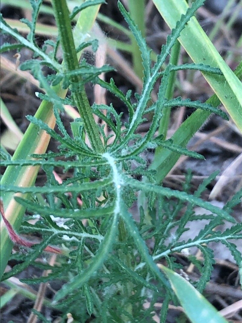 Crupina vulgaris leaf