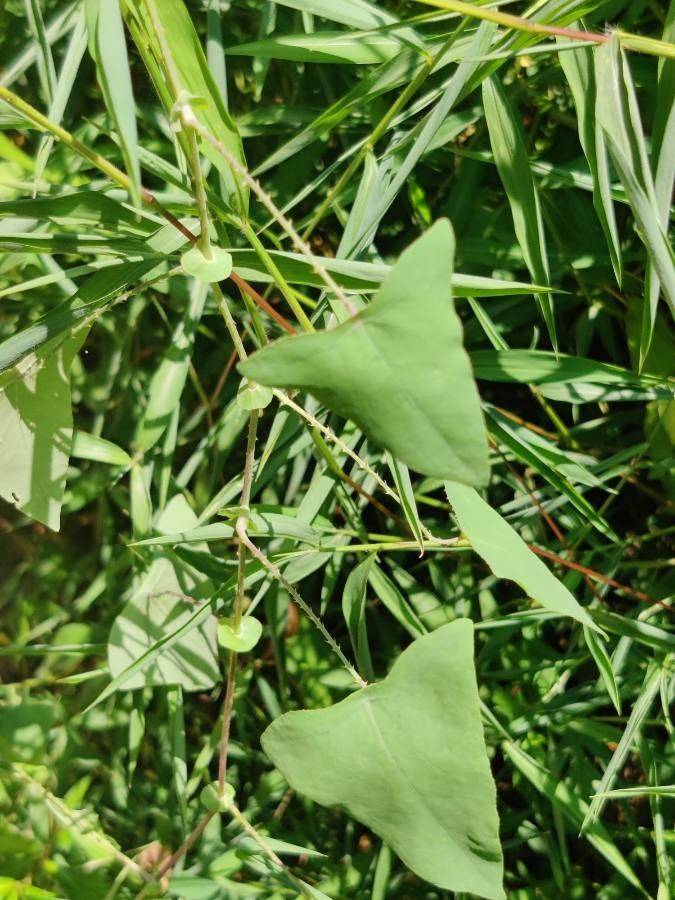 Persicaria perfoliata leaf
