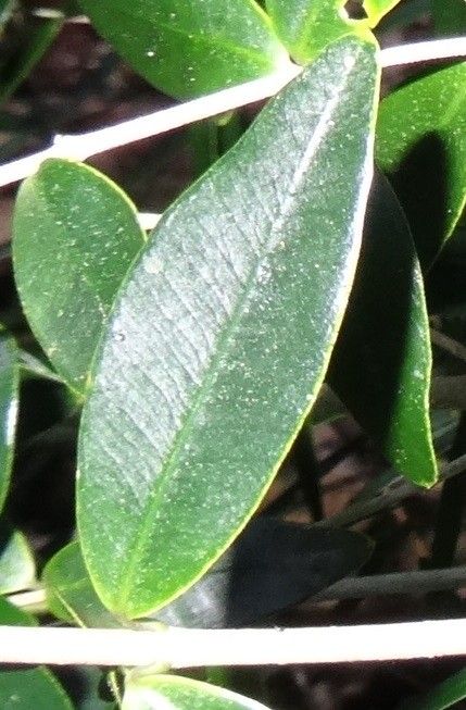 Alyxia tisserantii leaf