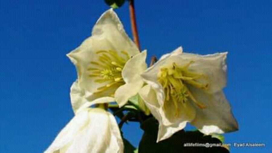 Clematis mauritiana flower