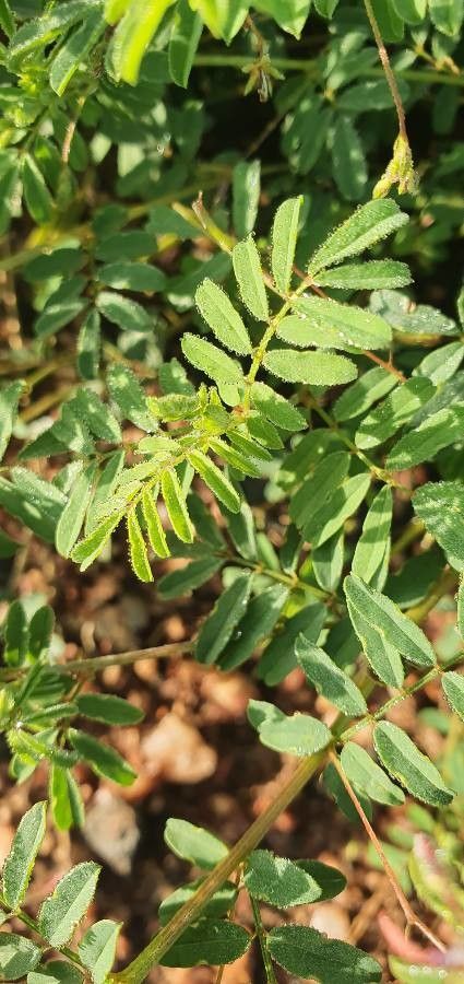 Indigofera brevicalyx leaf