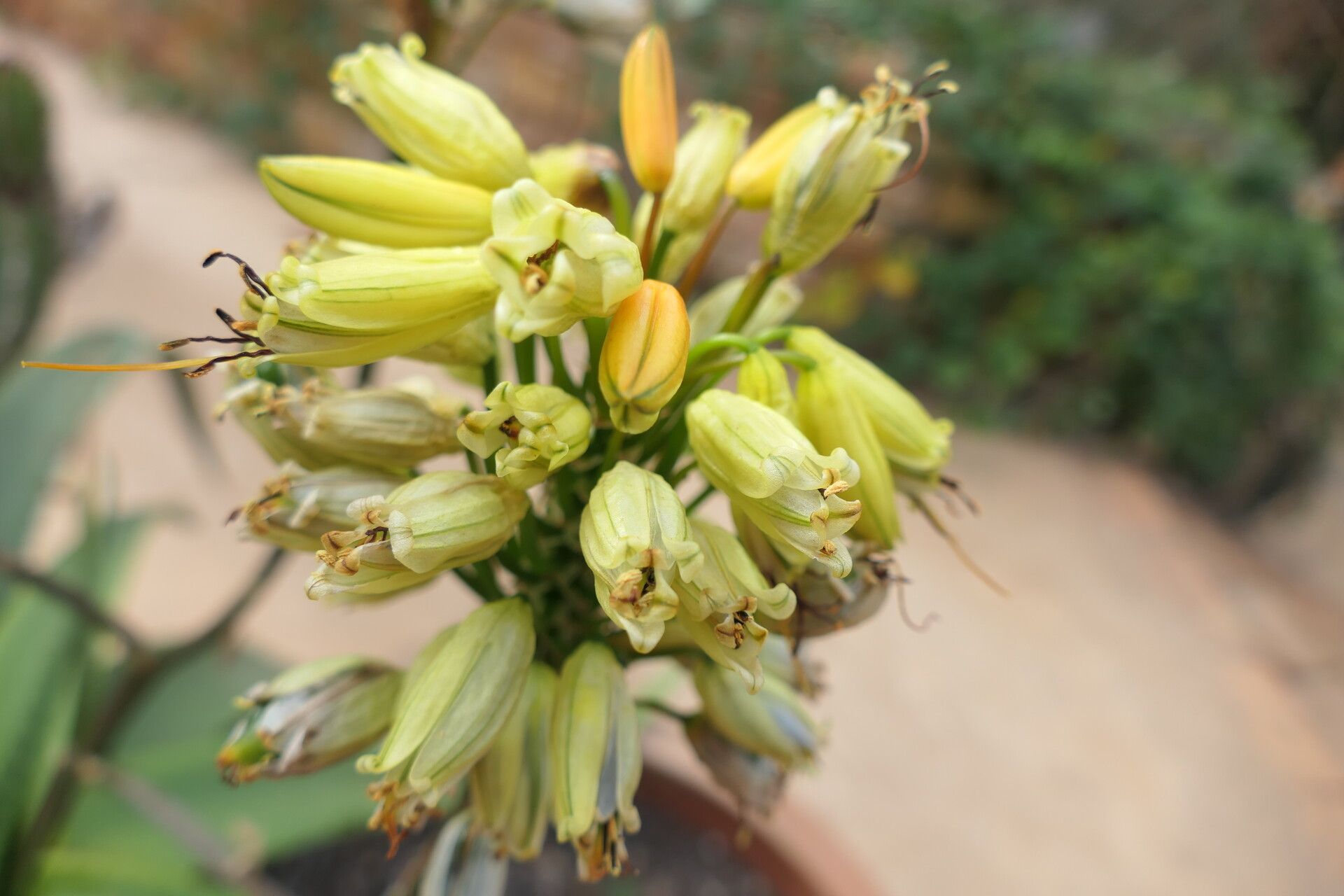 Aloe angelica flower