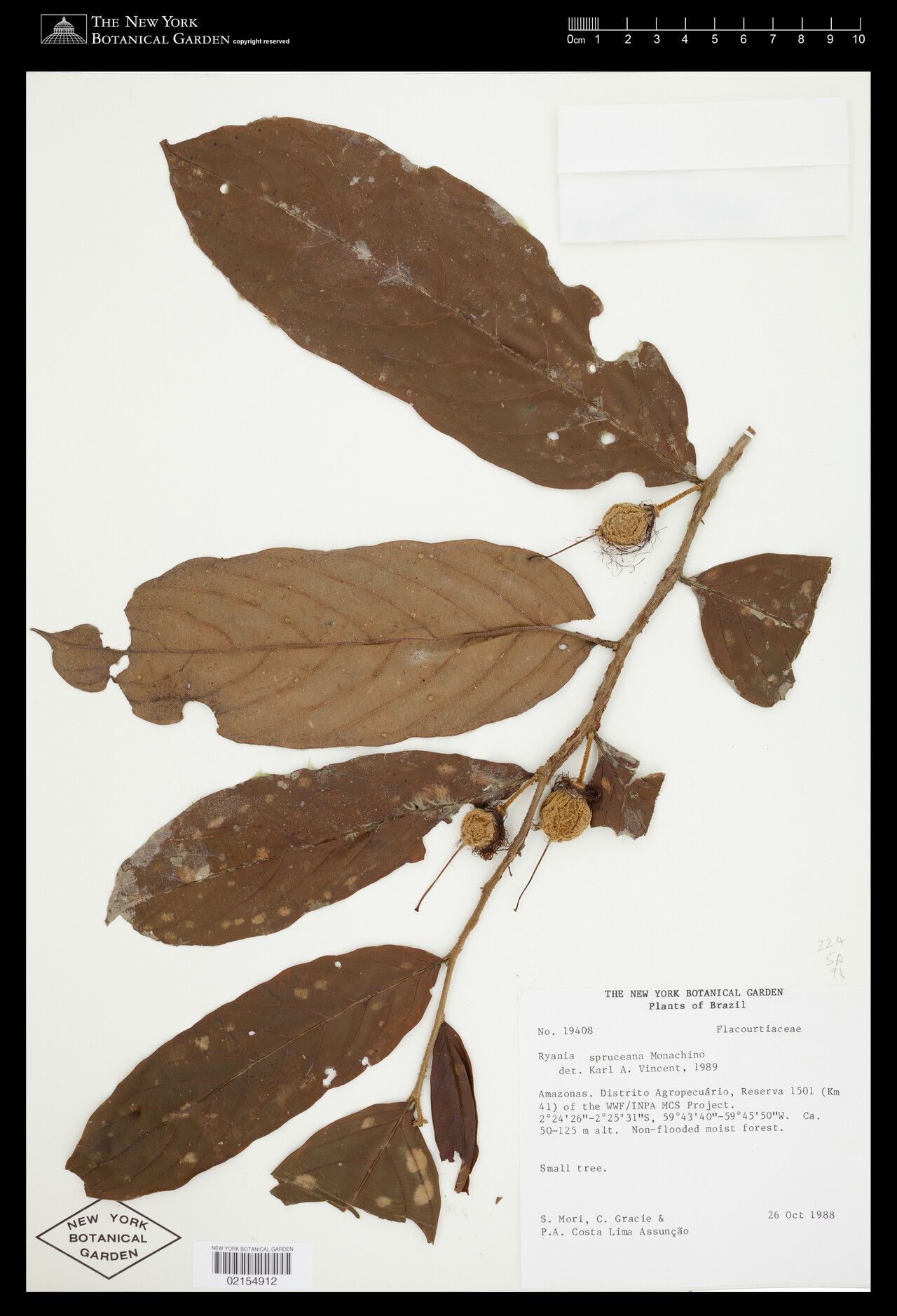 Ryania spruceana fruit