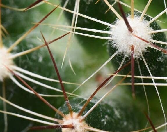 Mammillaria melaleuca other