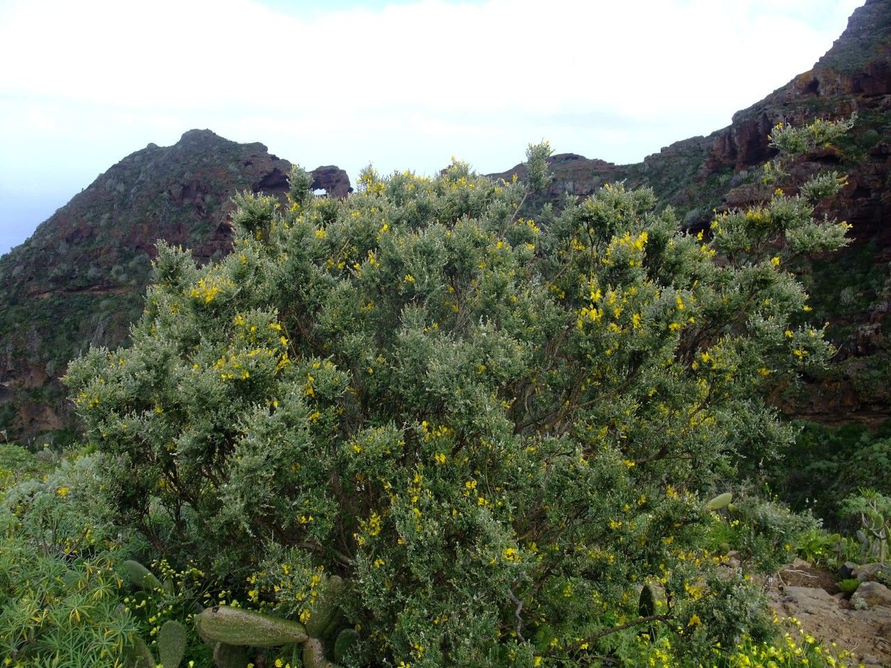 Genista canariensis habit