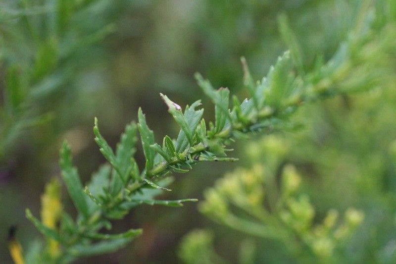 Hubertia ambavilla — related species from the same genus