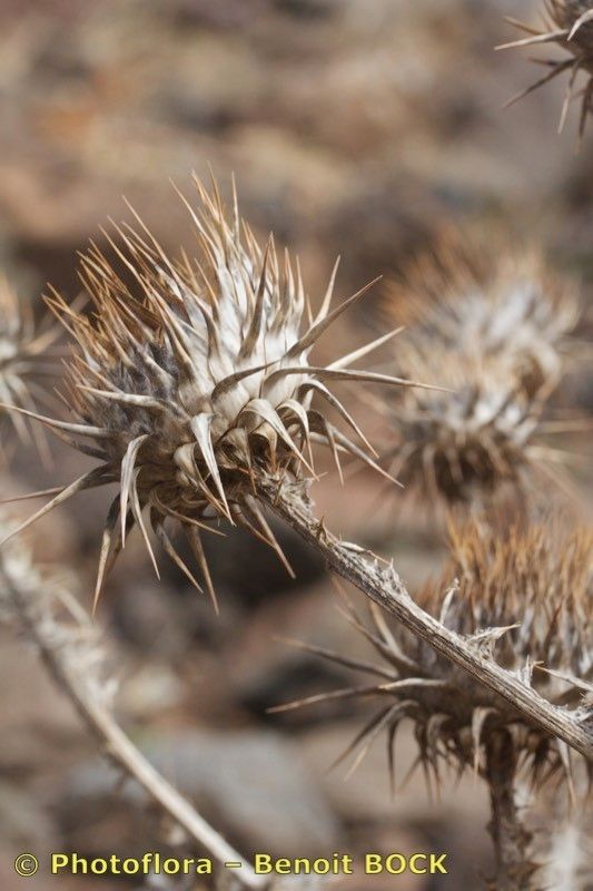 Onopordum micropterum fruit