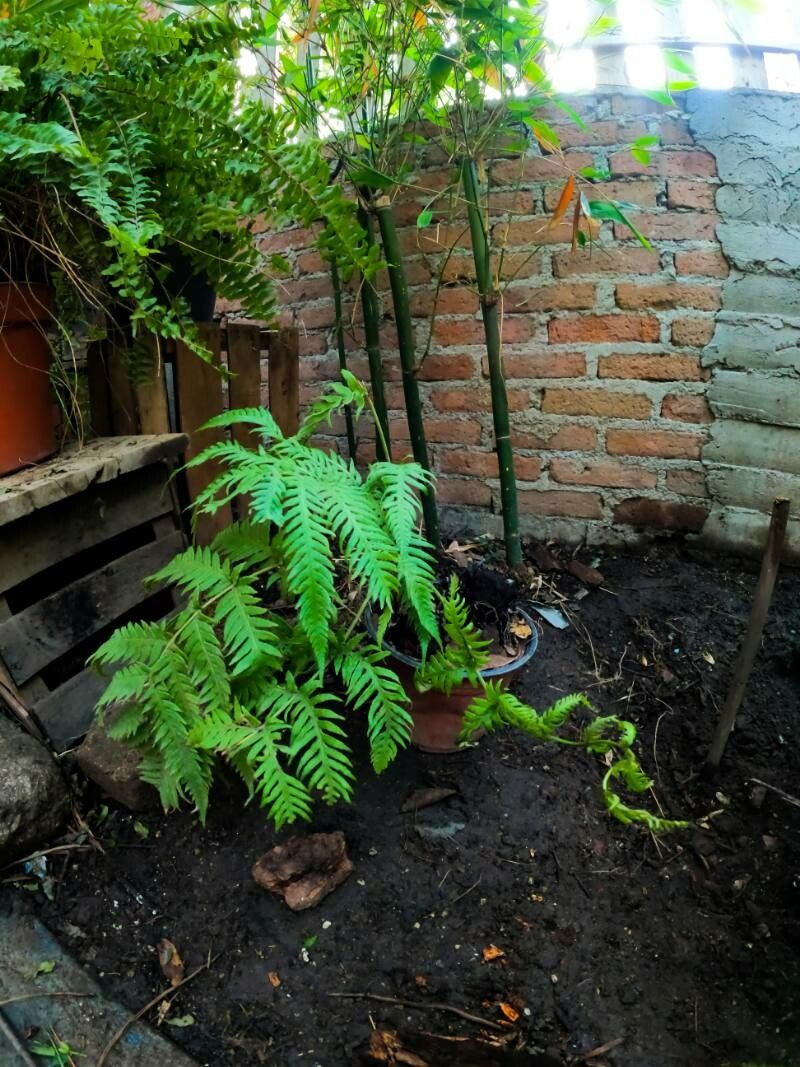 Woodwardia spinulosa — houseplant care guide