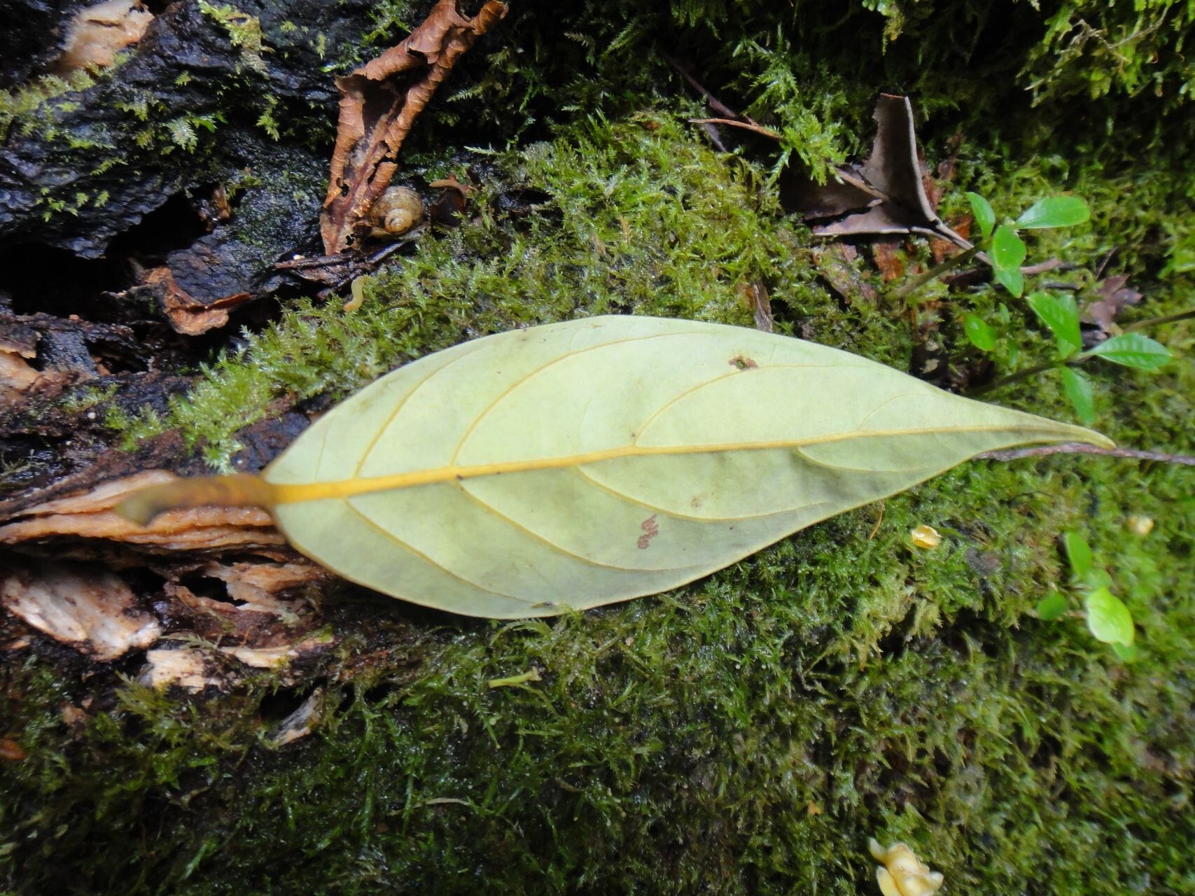 Cryptocarya longifolia leaf
