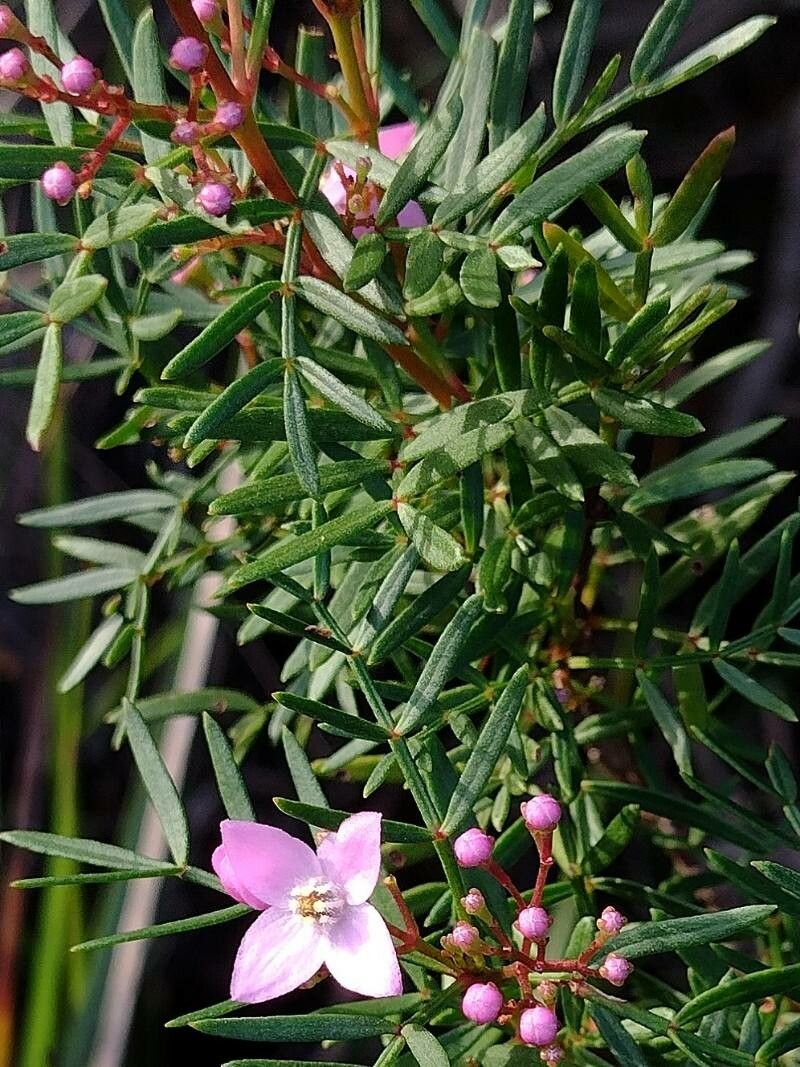 Boronia pinnata — search result for 'Rutaceae'