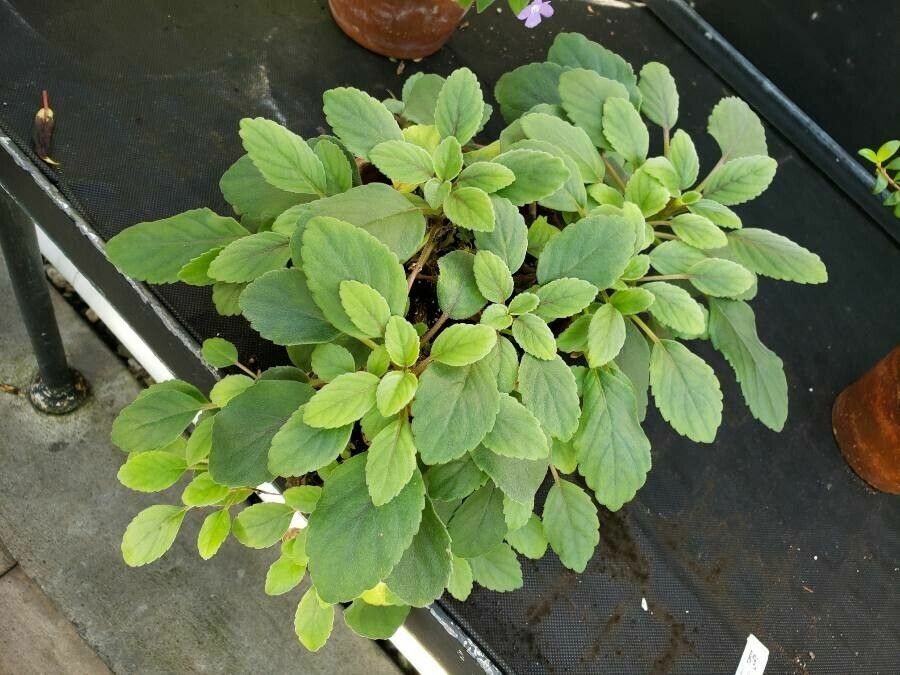 Alsobia dianthiflora habit