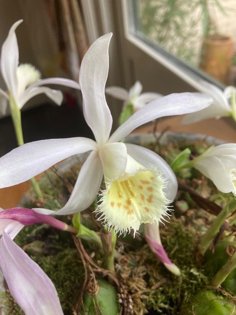 Pleione grandiflora — related species from the same genus
