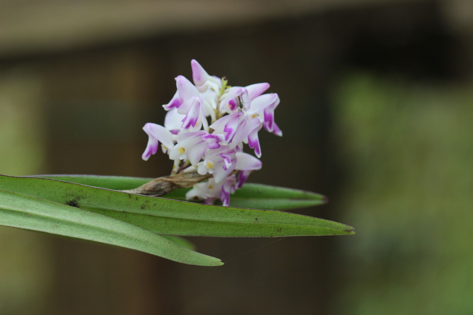 Polystachya bifida — houseplant care guide