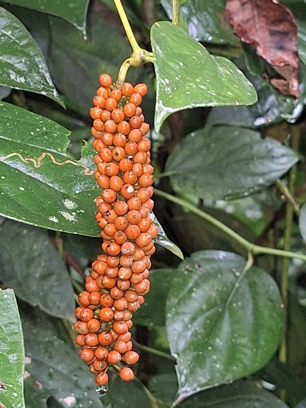 Piper guineense fruit