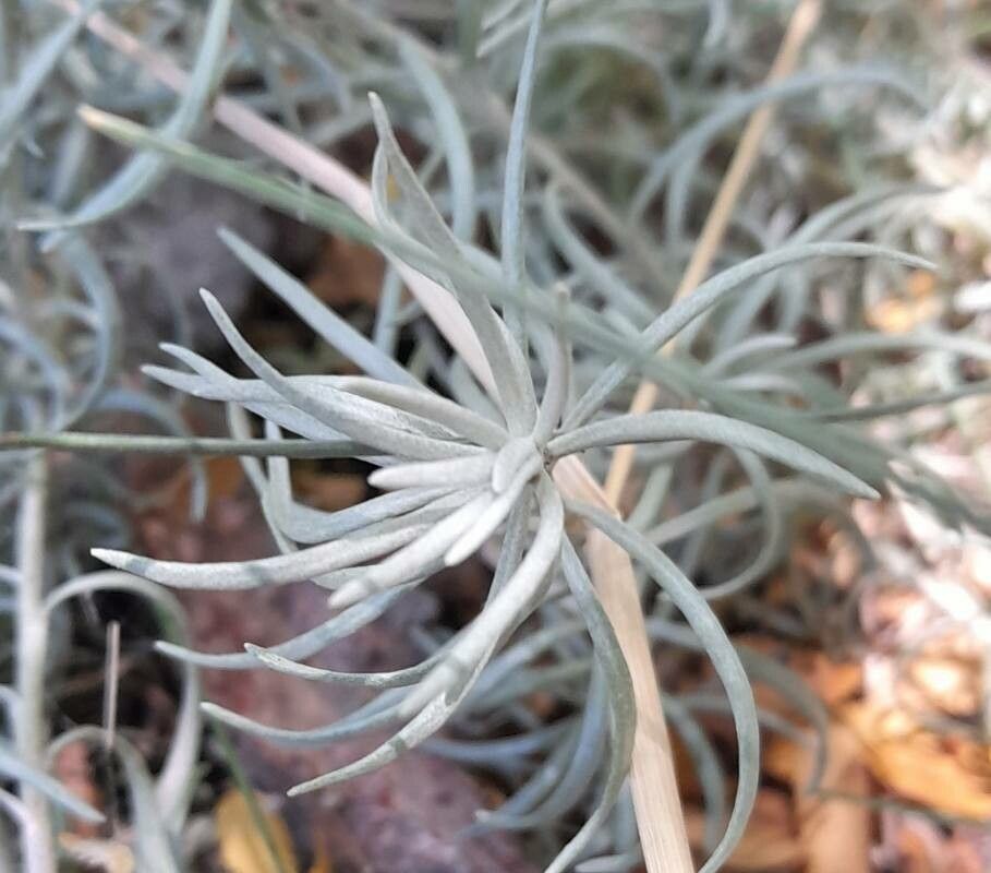 Senecio chilensis — houseplant care guide