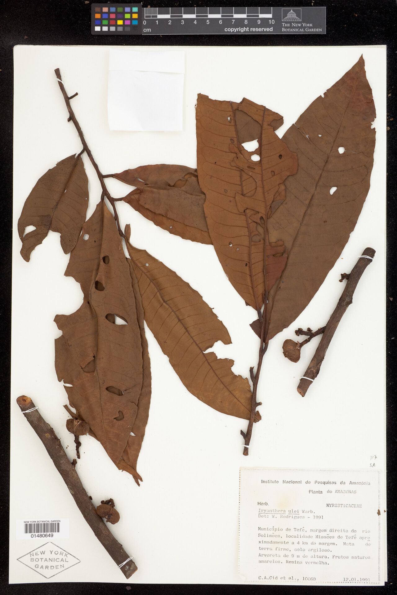 Iryanthera paraensis other