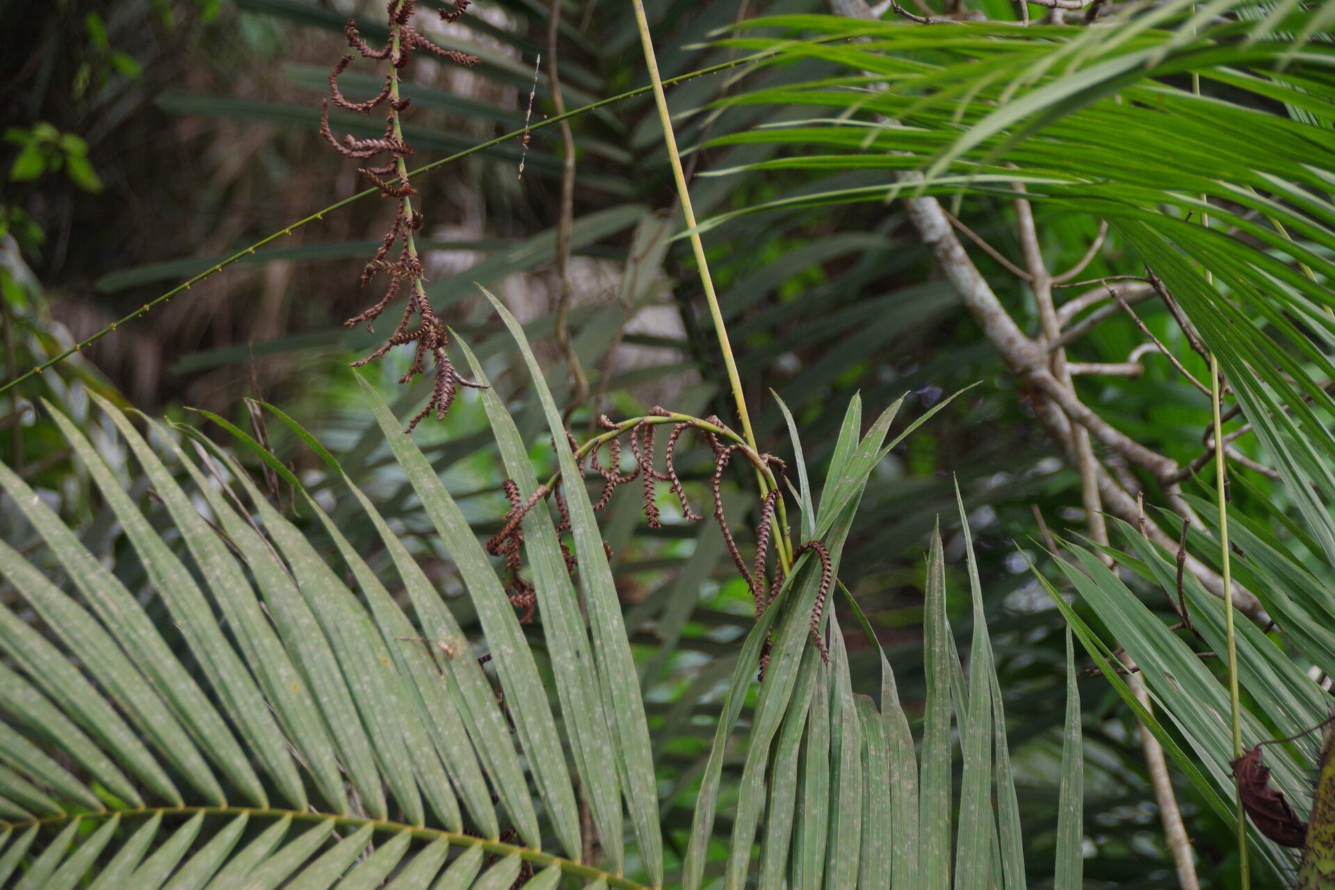 Calamus deerratus leaf