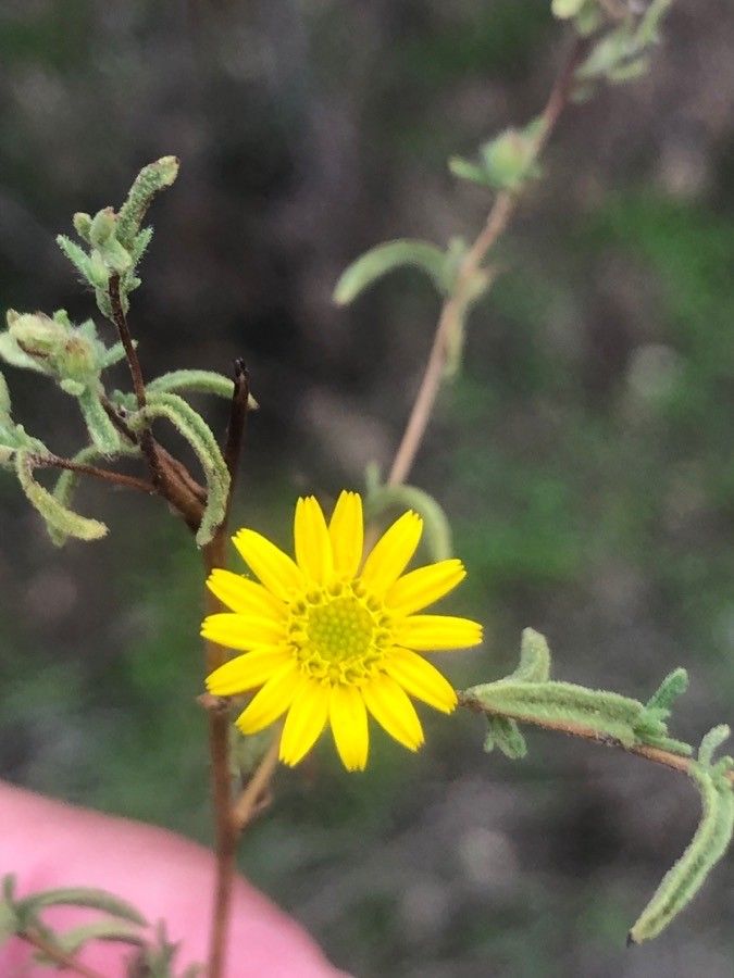 Pulicaria arabica flower