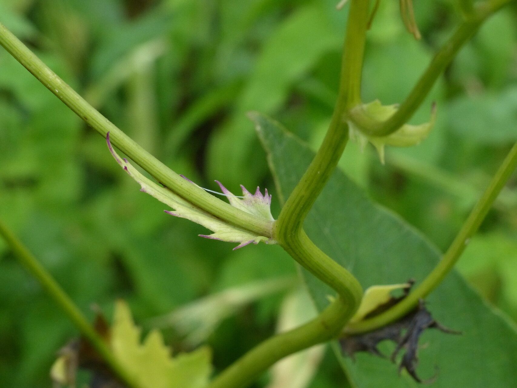 Gynura amplexicaulis bark