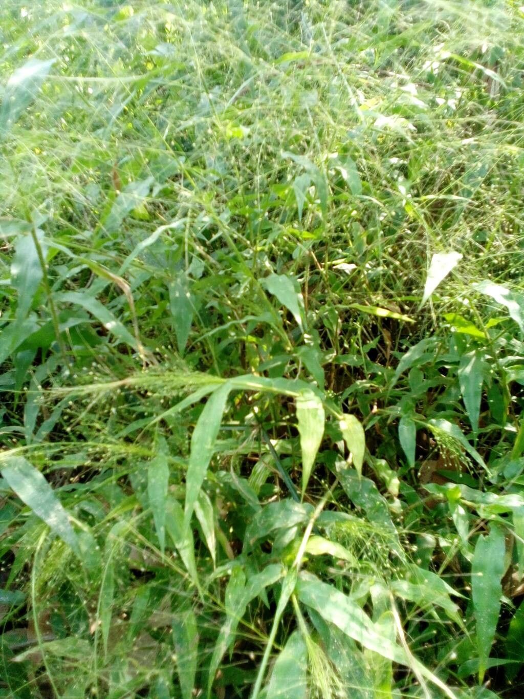 Panicum brevifolium leaf