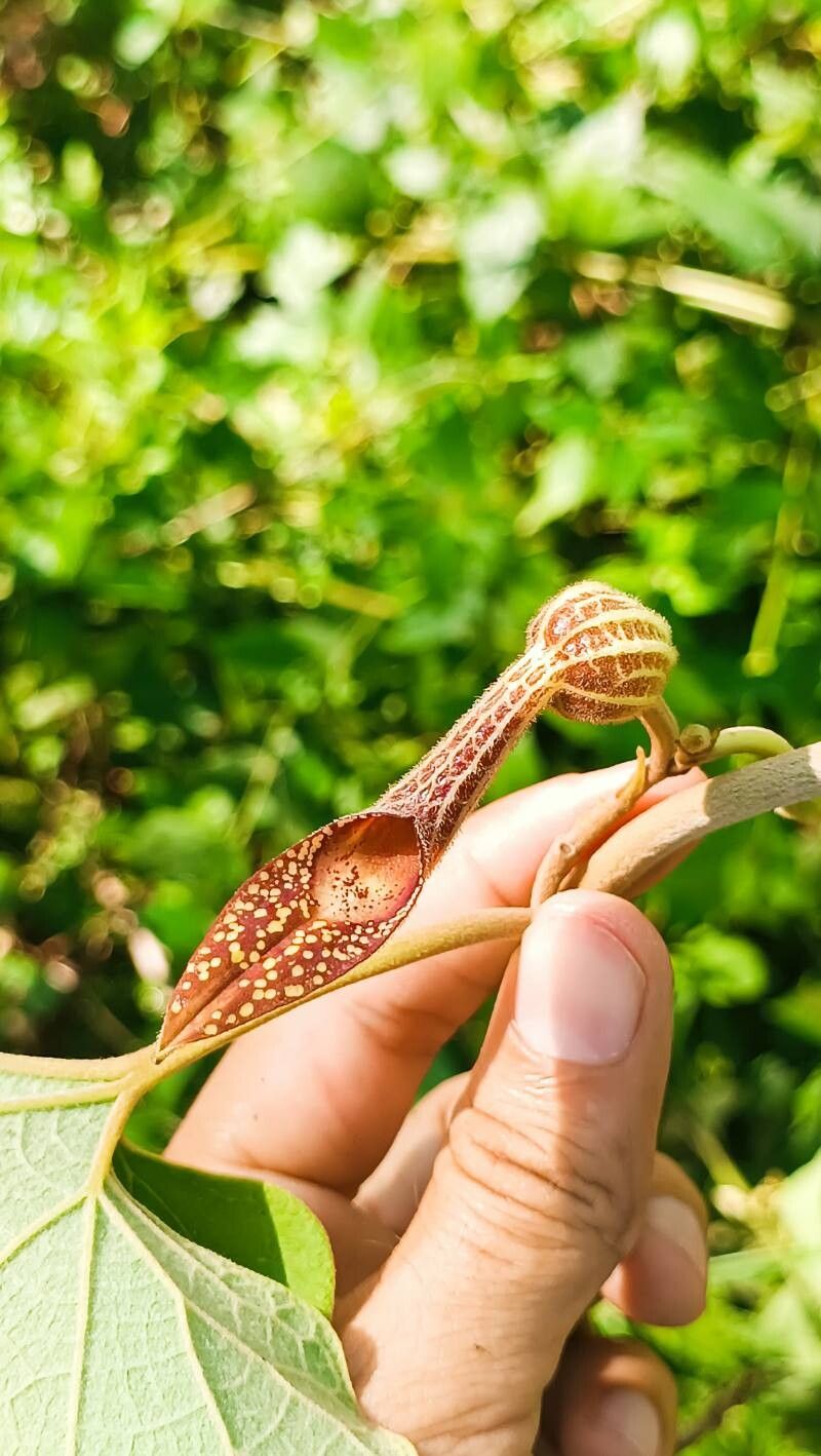 Aristolochia pilosa flower