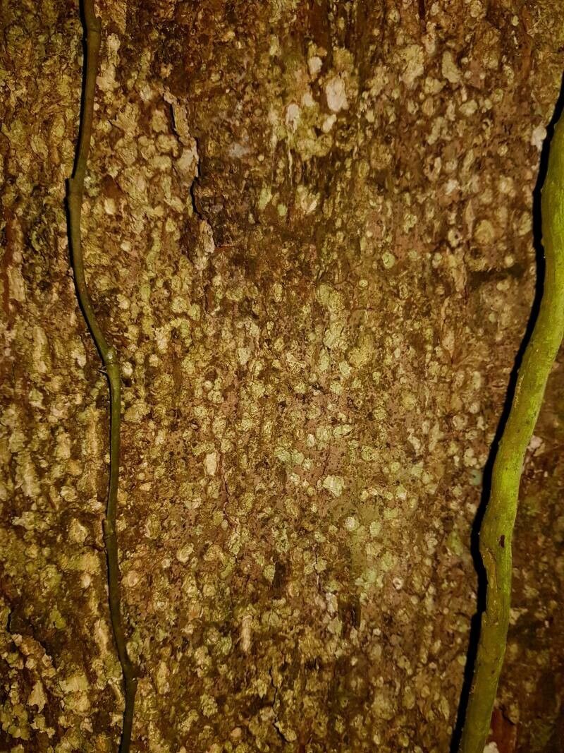 Couepia osaensis bark