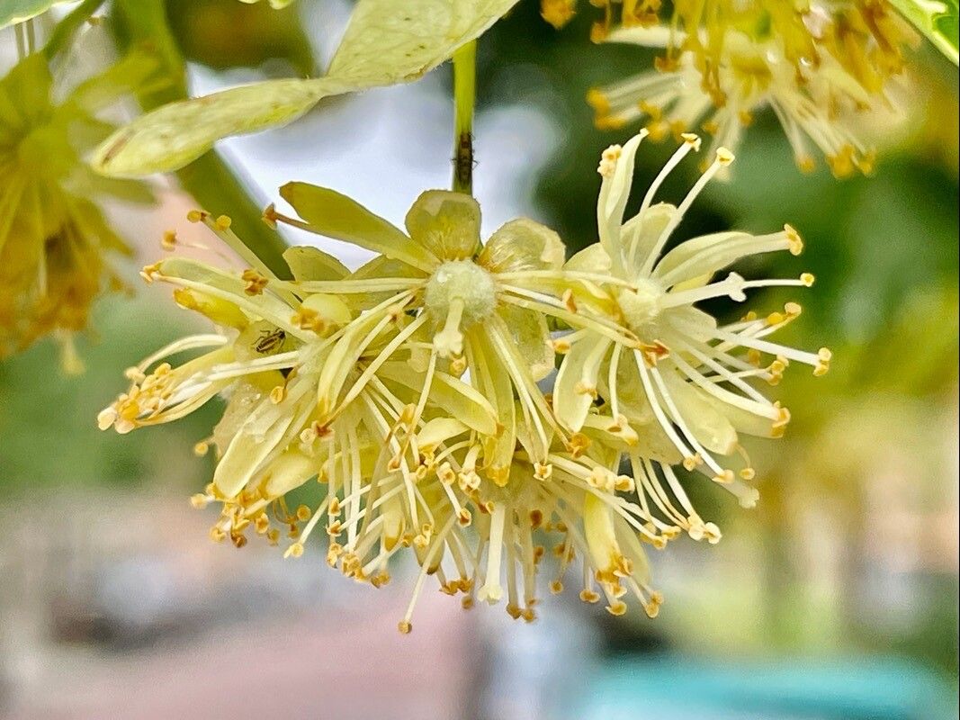 Tilia × europaea flower