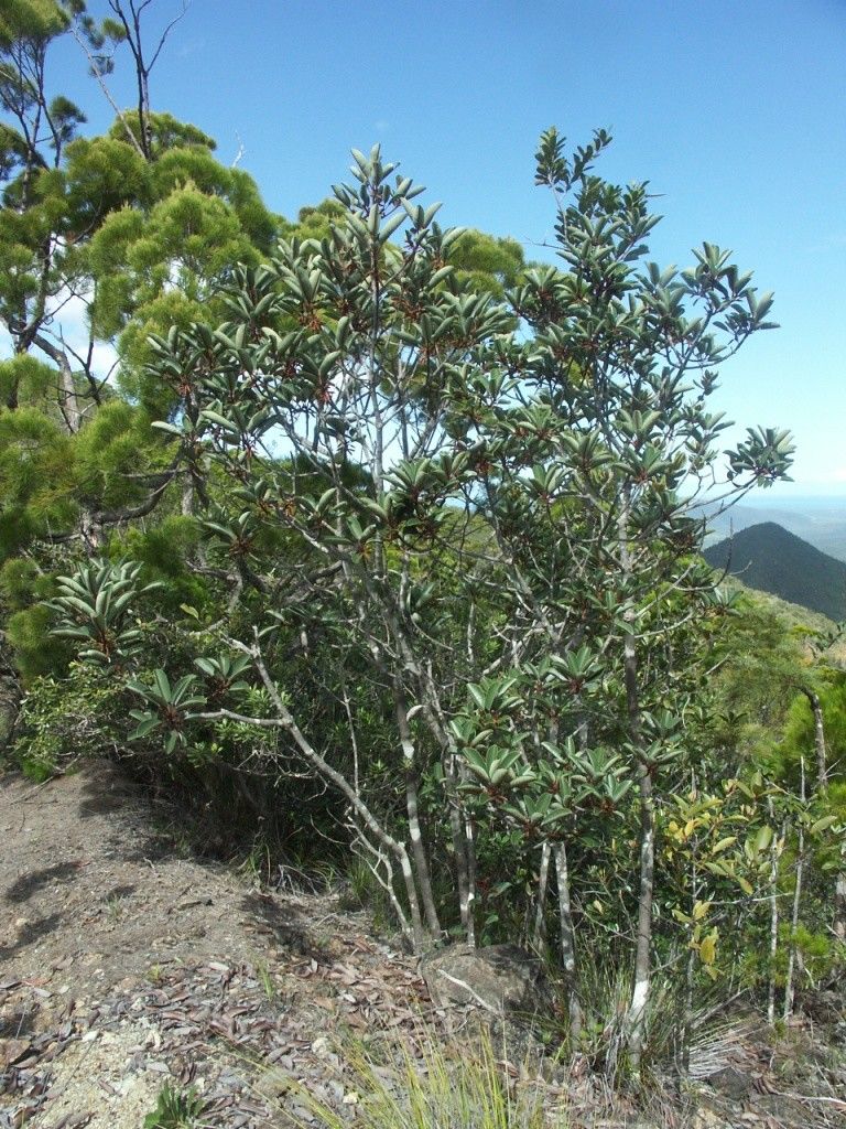Pichonia grandiflora habit