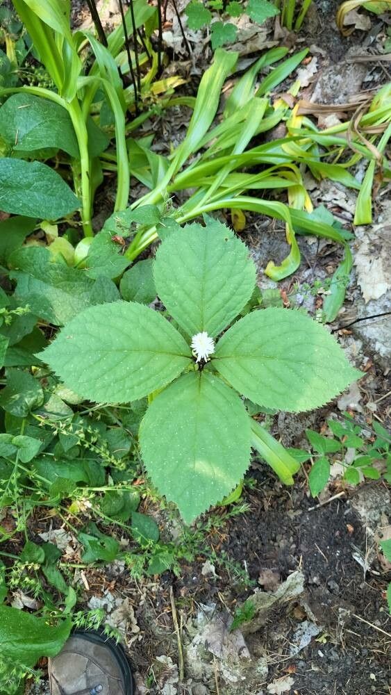 Chloranthus henryi — related species from the same genus