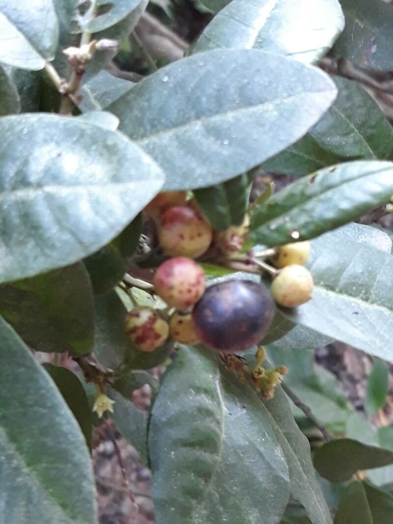 Frangula californica fruit