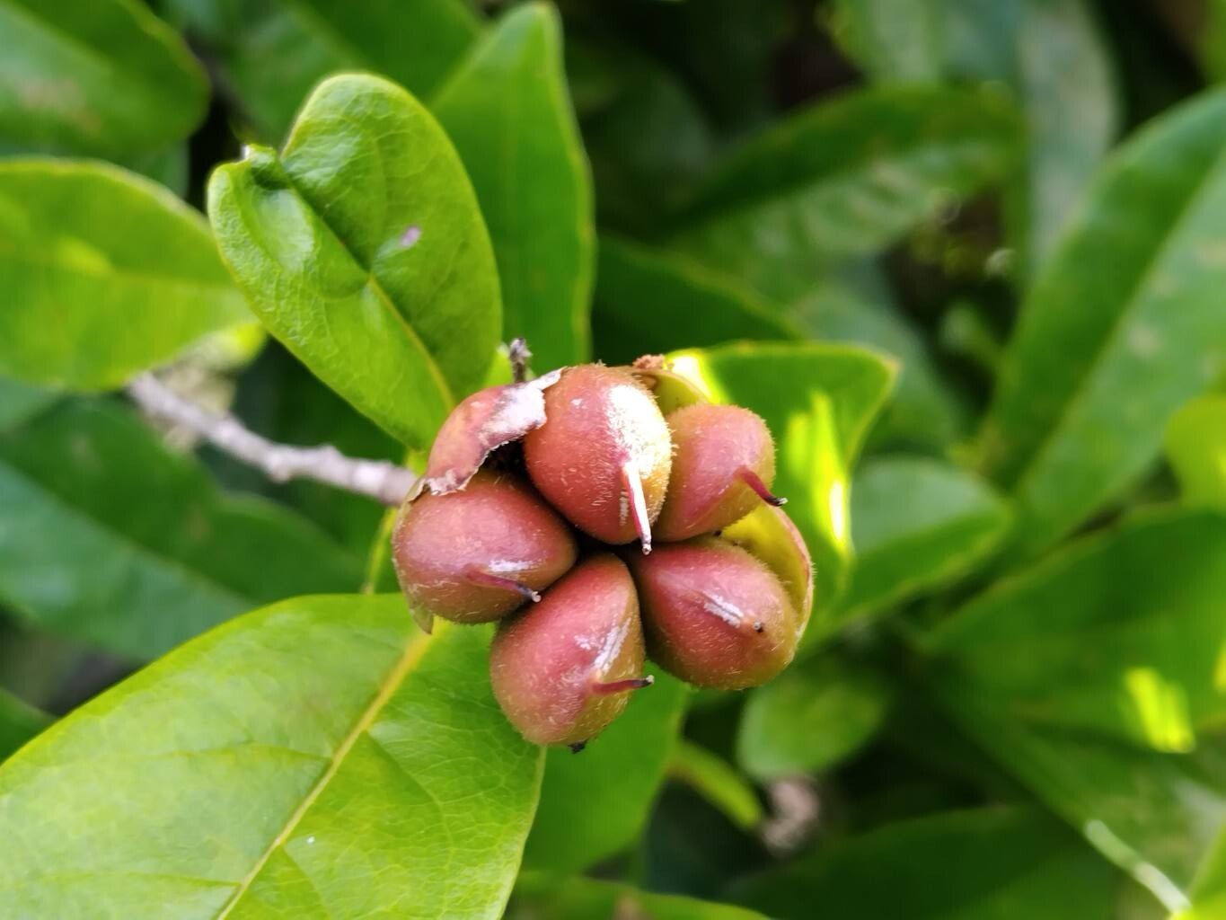 Tetracera rutenbergii fruit