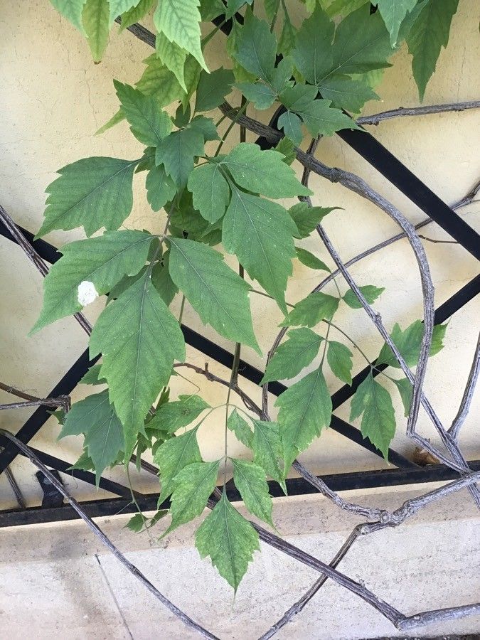 Serjania membranacea — houseplant care guide