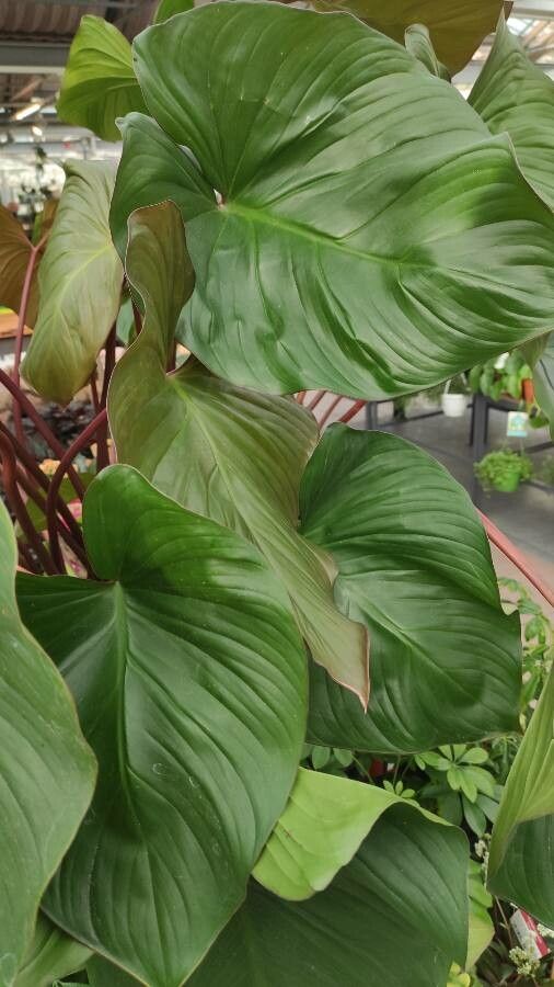 Homalomena rubescens leaf